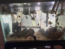 Convict cichlids live for sale  Oklahoma City