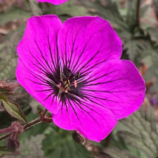 Geranium dark eyes for sale  UK