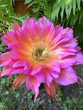 Ibrido trichocereus ka2021.48. usato  Spedire a Italy