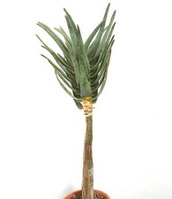 Aloe dicotoma quiver usato  Napoli