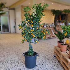 Zwergorange kumquat fortunella gebraucht kaufen  Oberhausen