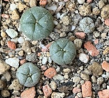 Peyote samen kaktus gebraucht kaufen  Berlin