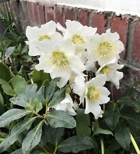 Hellebore christmas rose for sale  Shipping to Ireland