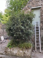 Sale large bay for sale  HADDINGTON