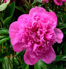 Edelpfingstrose edulis superba gebraucht kaufen  Bad Zwischenahn