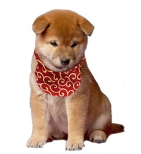 Kawaii shiba inu for sale  Kaneohe