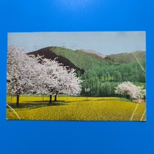 Prato verde spedita usato Prato verde spedita usato  Bari