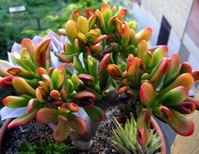 Crassula argentea red for sale  Long Beach