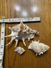 spider conch for sale  Lake Charles