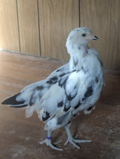 Ermine easter egger for sale  Rising Sun