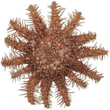 Etoile mer acanthaster d'occasion  Vierzon