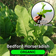 Organic bedford horseradish for sale  BEDFORD