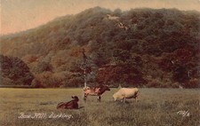 Dorking box hill for sale  CROWBOROUGH