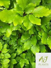 Fagus sylvatica common for sale  HEREFORD