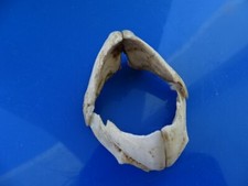 Parrot fish beak d'occasion  Expédié en Belgium