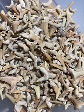 Lot 1000 fossil for sale  Mesa