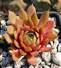 Sempervivum fanta hauswurz gebraucht kaufen  Gera-Umland