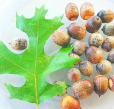 Pin oak tree for sale  Russell