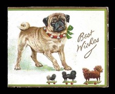 pug dog for sale pug dog for sale HOVE