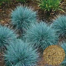 1oz blue fescue for sale  Valdosta