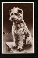 Kleiner terrier halsband gebraucht kaufen  Berlin