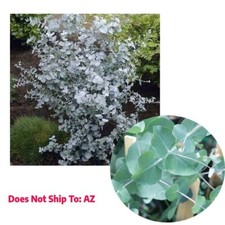 Silver dollar eucalyptus for sale  Miami