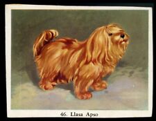 Cartão de cigarro LHASA APSO cachorro tibetano velocidade total - holandês c. 1954 comprar usado  Enviando para Brazil