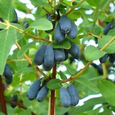 Lonicera caerulea blue for sale  GLASGOW