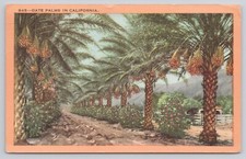 Date palm trees for sale  Fort Wayne