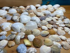 100 muscheln klein gebraucht kaufen  Hummeltal