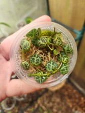 Peperomia prostrata string for sale  Callahan