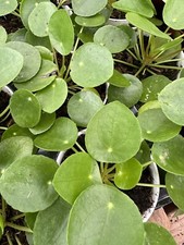 Flowerpotnursery chinese money for sale  Garden Grove