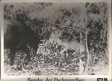Bomba dschungelboy gebraucht kaufen  Braunschweig