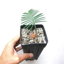 Dioon caputoi cicade usato Dioon caputoi cicade usato  Napoli