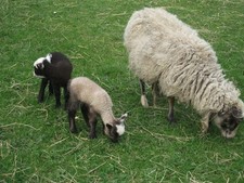 Sheep goat manure for sale  ST. ALBANS