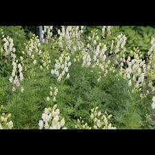 Aconitum napellus album gebraucht kaufen  Deutschland