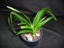 Phragmipedium patti mchale usato  Spedire a Italy