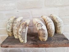 Dent cachalot scrimshaw d'occasion  Saint-Priest