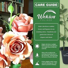 Koko loko rose for sale  USA