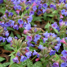 Pulmonaria trevi fountain for sale  LLANDYSUL