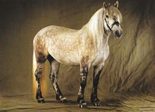Postcard horse highland for sale  Tishomingo