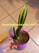 Sanseveria rara preziosa usato  Montegrotto Terme