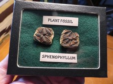 Plant fossil sphenophyllum for sale  Leopold