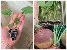 Swede vegetable plug for sale  CHESTER