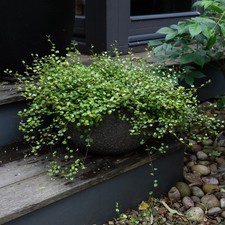 Muehlenbeckia indoor outdoor for sale  KEIGHLEY