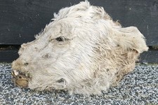 Dried cow skull for sale  PLYMOUTH