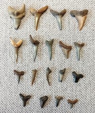 Fossil sharks teeth for sale  BOGNOR REGIS