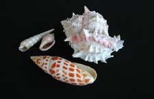 Strandfunde meeresschnecken in gebraucht kaufen  Memmelsdorf