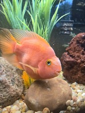 Blood parrot cichlid for sale  Butler
