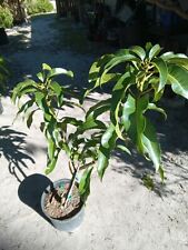 Mango carrie variety for sale  Palm Bay